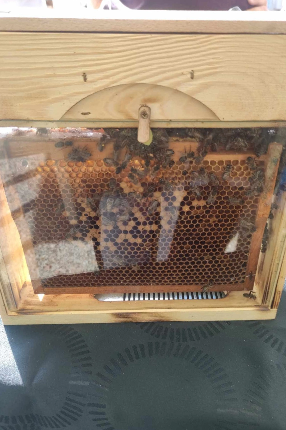 Apiculteur local à Arras, Lens, Douai - Abeilles Protect 62