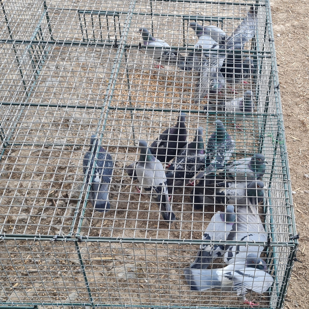 Attrape pigeon à Arras, Lens, Douai - Abeilles Protect 62