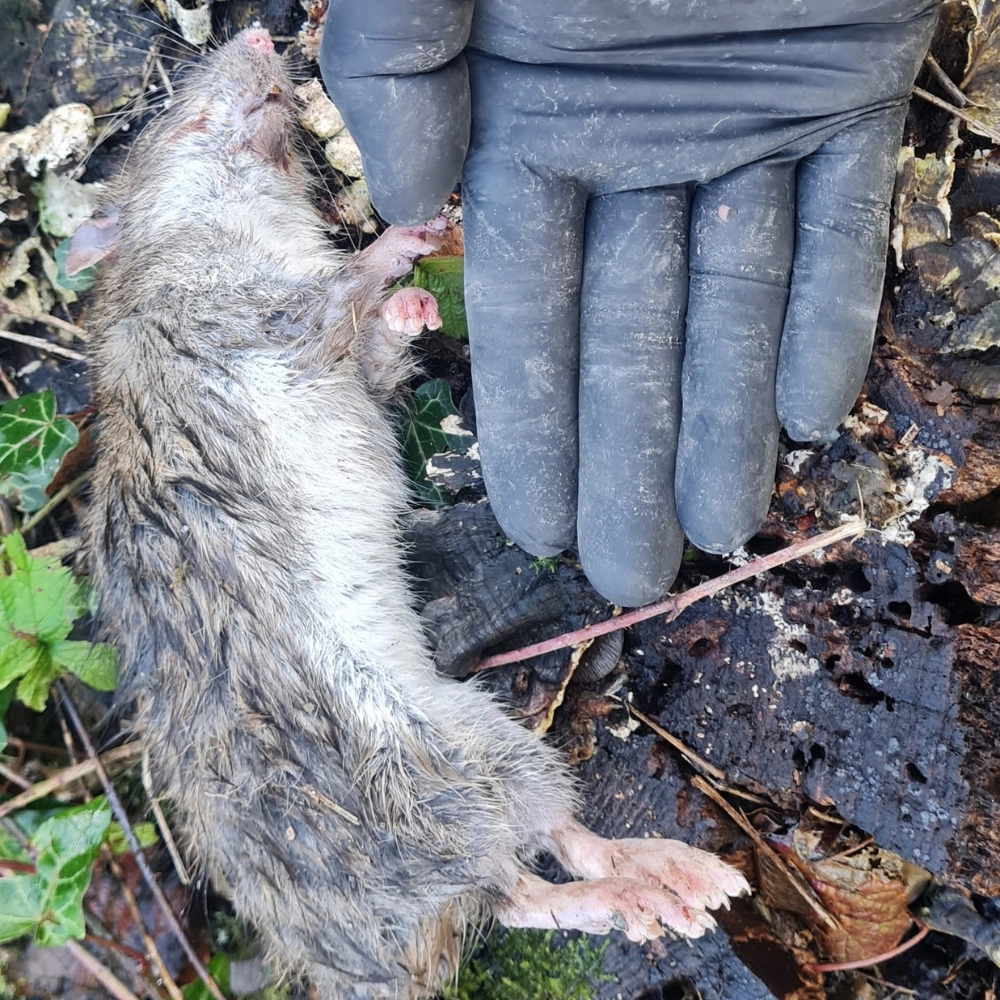 Dératisation proche d'une habitation à Arras - Abeilles Protect 62