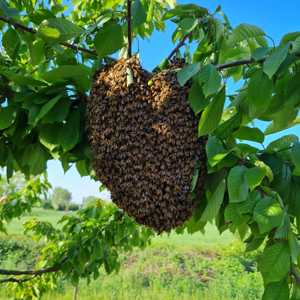 Destruction de nid d'abeilles à Lens - Abeilles Protect 62