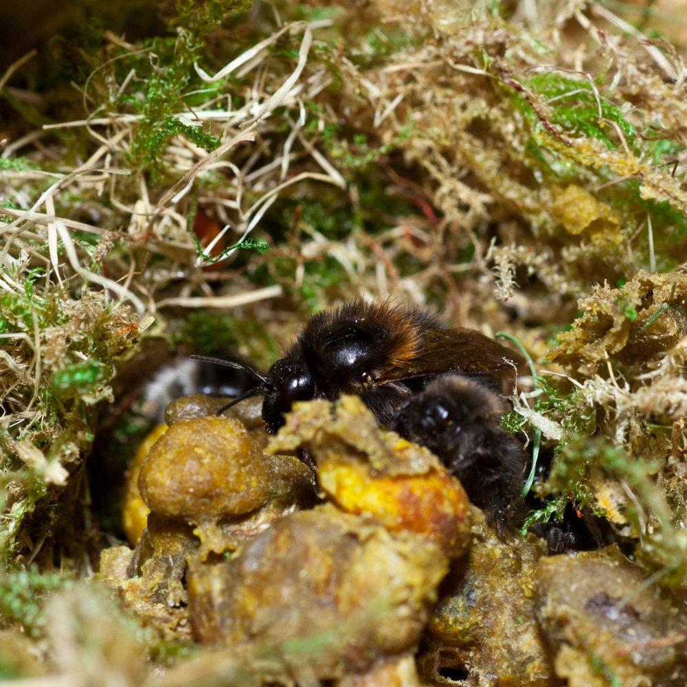 Destruction de nid de bourdon à Lens - Abeilles Protect 62