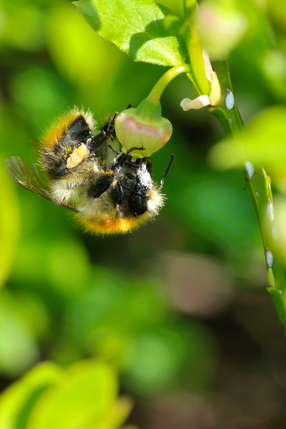Destruction de nid de bourdons à Arras, Lens, Douai - Abeilles Protect 62