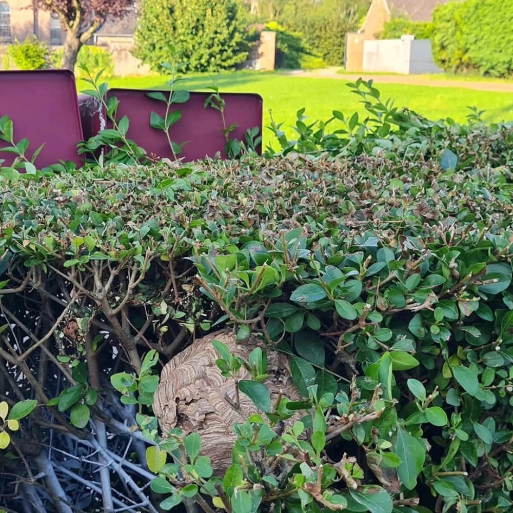 Destruction de nid de frelons à Biache-Saint-Vaast - Abeilles Protect 62 - 2
