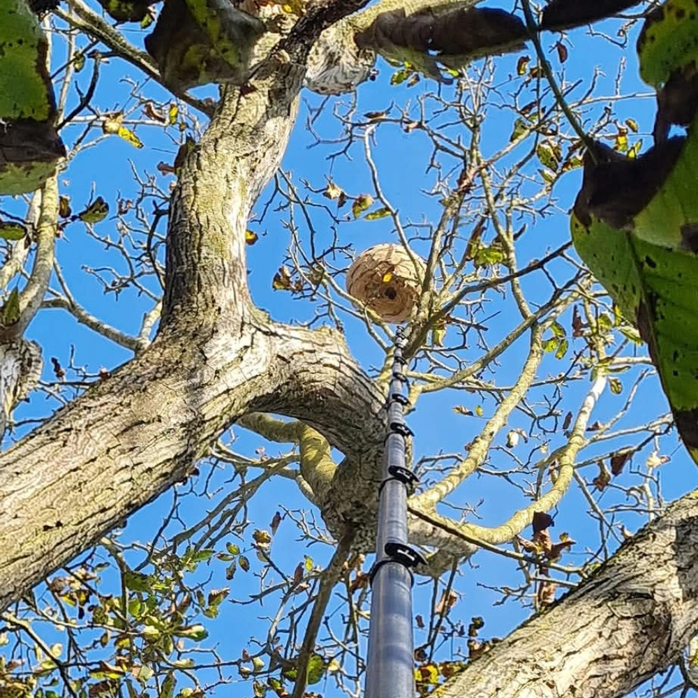 Destruction de nid de frelons à Hénin-Beaumont - Abeilles Protect 62 - 2