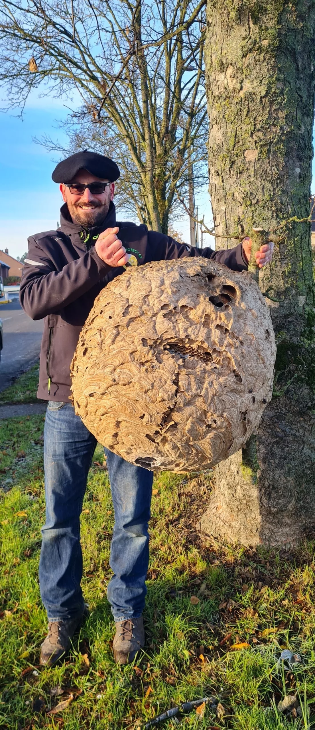 Destruction de nid de frelons asiatiques à Arras, Lens, Douai - Abeilles Protect 62
