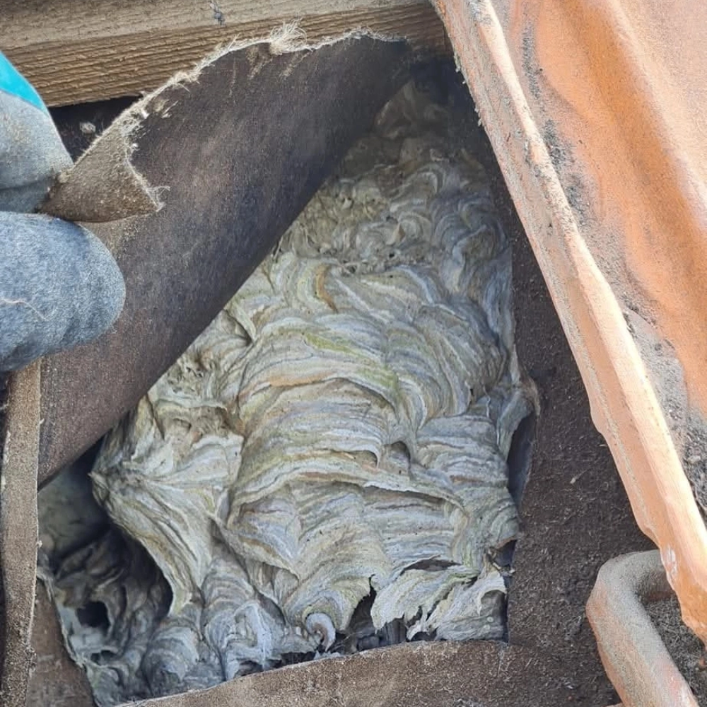 Destruction de nid de frelons combles de maison à Lens - Abeilles Protect 62 - 2