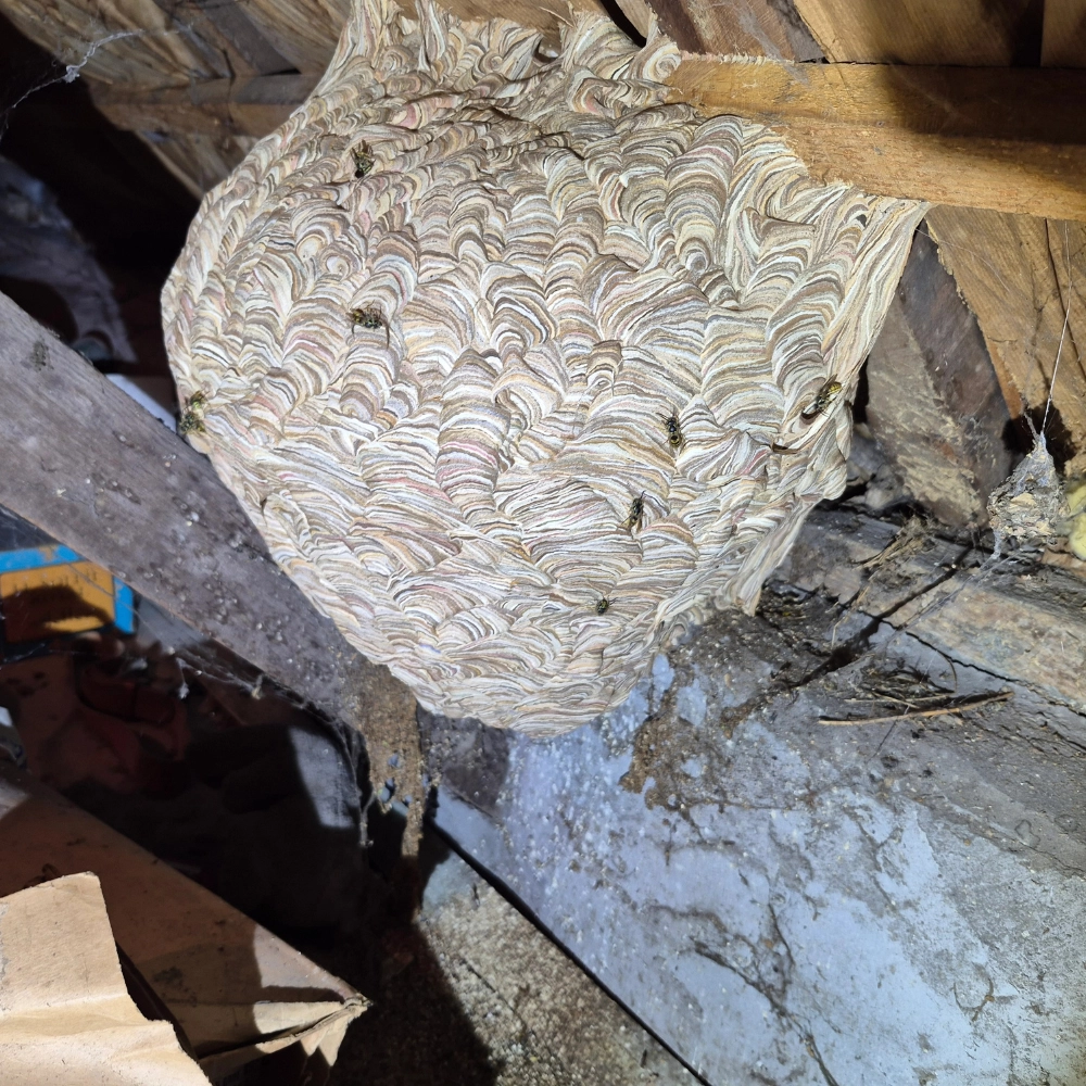 Destruction de nid de frelons combles de maison à Vitry-en-Artois - Abeilles Protect 62 - 2