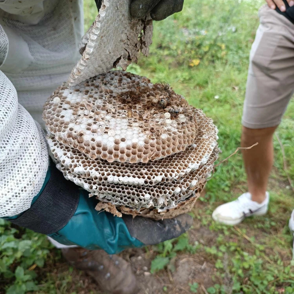 Destruction de nid de frelons jardin à Fresnes-les-Montauban - Abeilles Protect 62 - 2