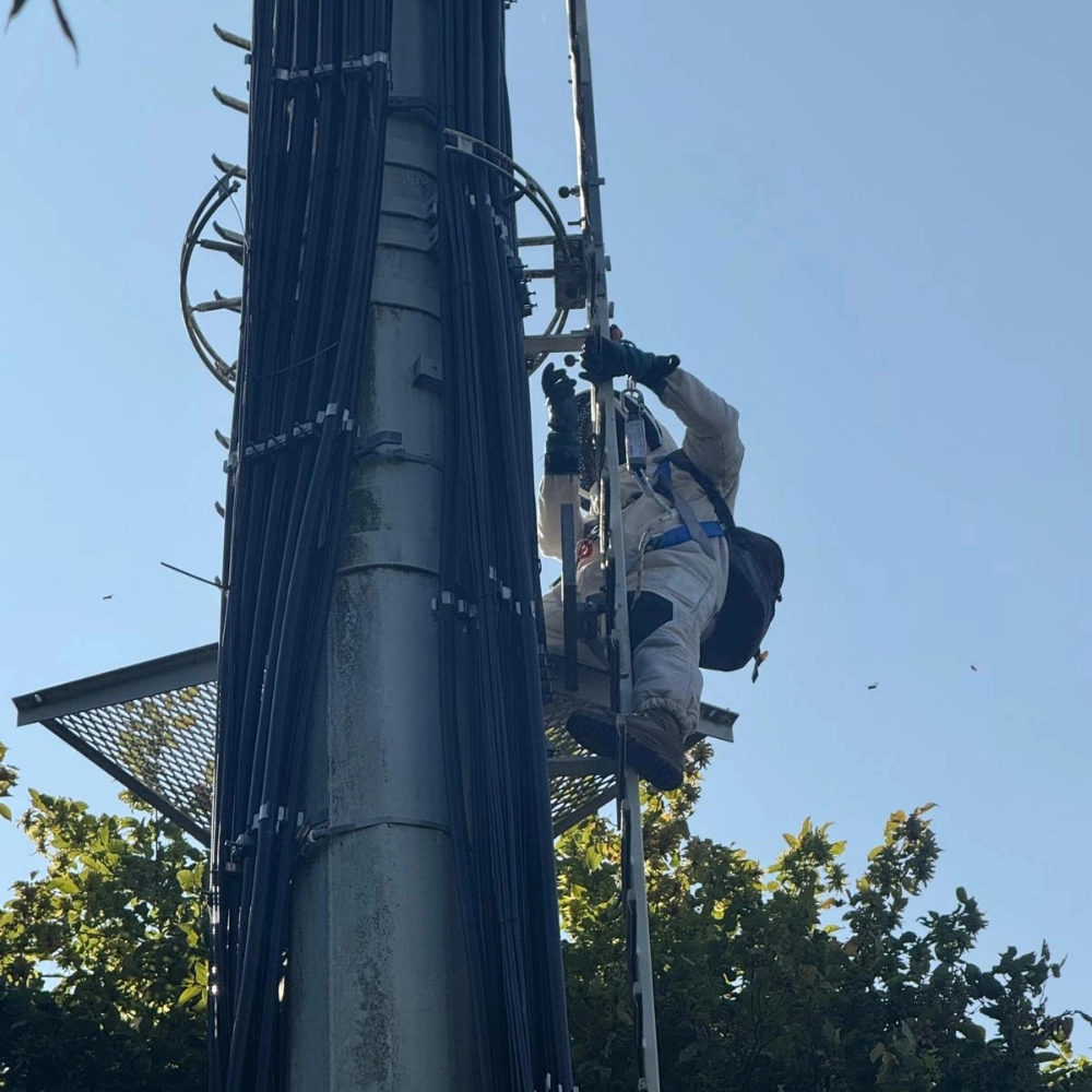 Destruction de nid de frelons sur une antenne à Douai - Abeilles Protect 62 - 2