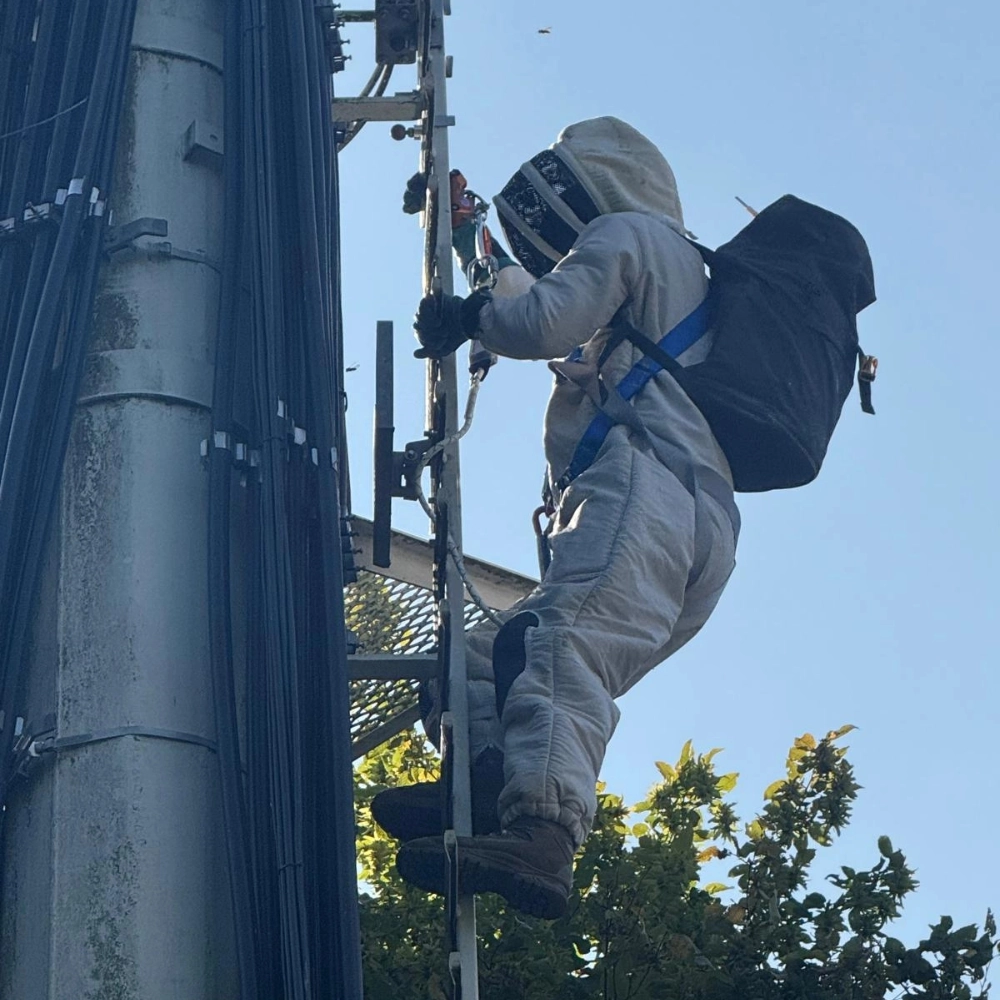 Destruction de nid de frelons sur une antenne à Douai - Abeilles Protect 62 - 3
