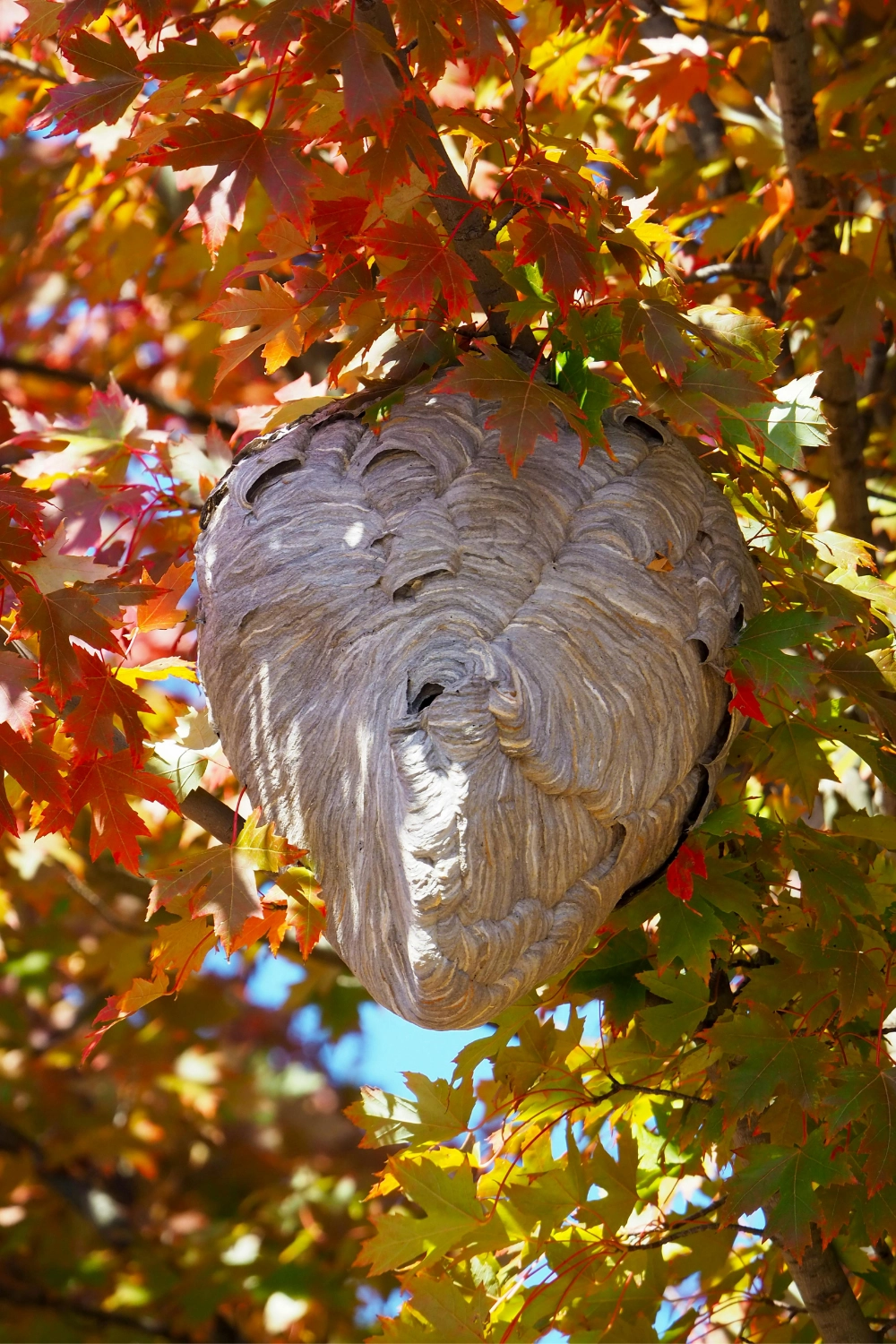 Destruction de nid de guêpes à Arras, Lens, Douai - Abeilles Protect 62