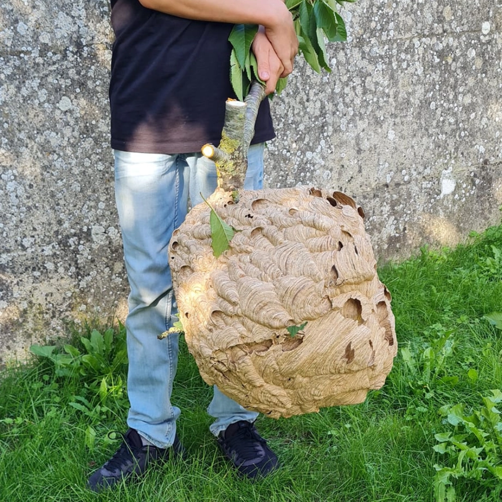Destruction d'un nid de frelons asiatiques à Arras - Abeilles Protect 62