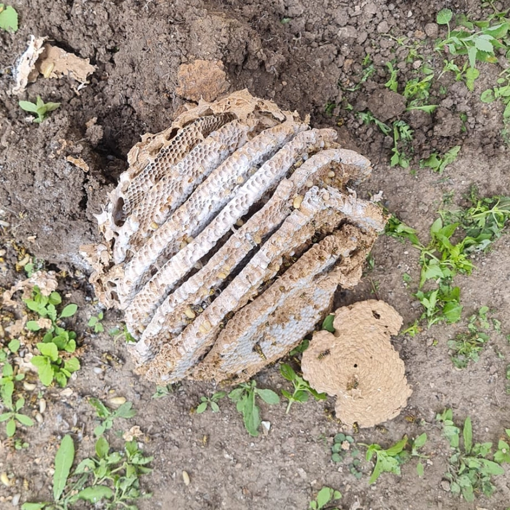 Destruction d'un nid de frelons asiatiques dans le sol à Douai - Abeilles Protect 62