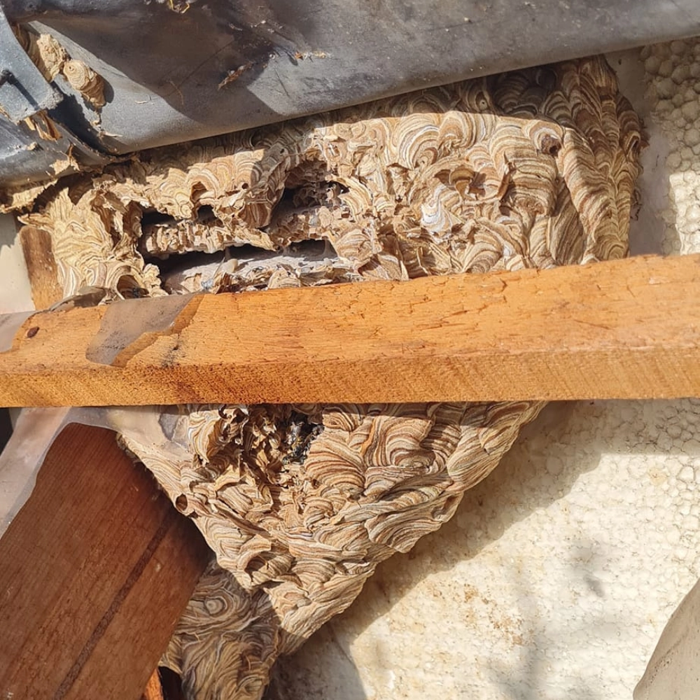 Destruction d'un nid de frelons asiatiques dans une toiture à Lens - Abeilles Protect 62