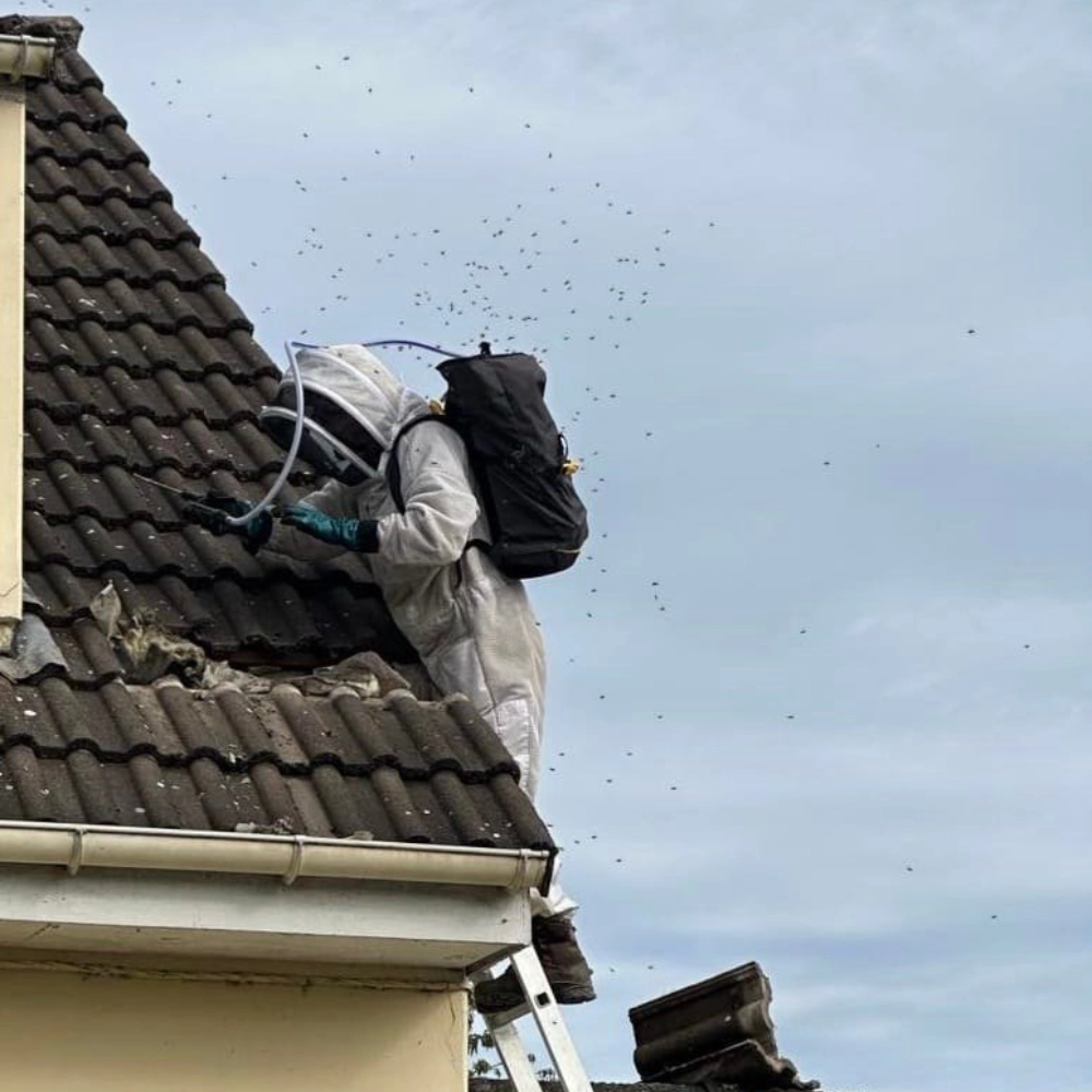 Destruction d'un nid de guêpes dans une toiture à Arras - Abeilles Protect 62