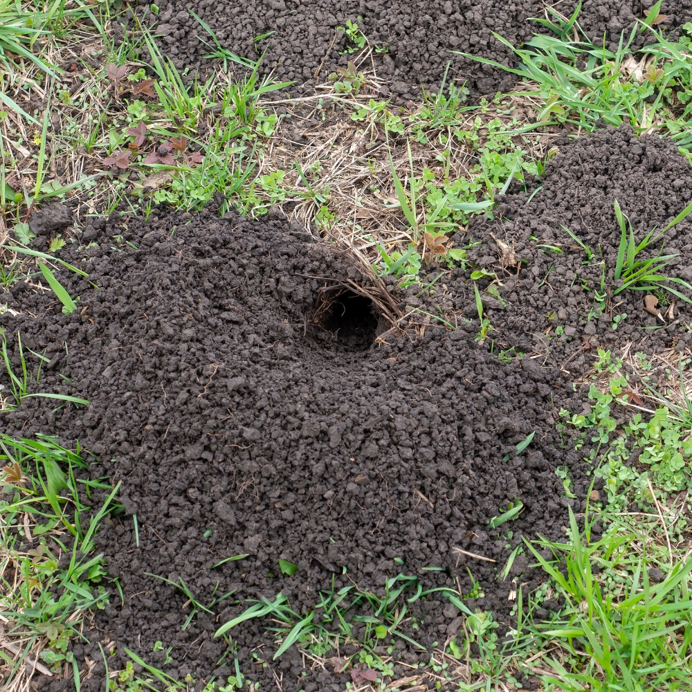 Eradication des taupes dans un jardin à Arras - Abeilles Protect 62