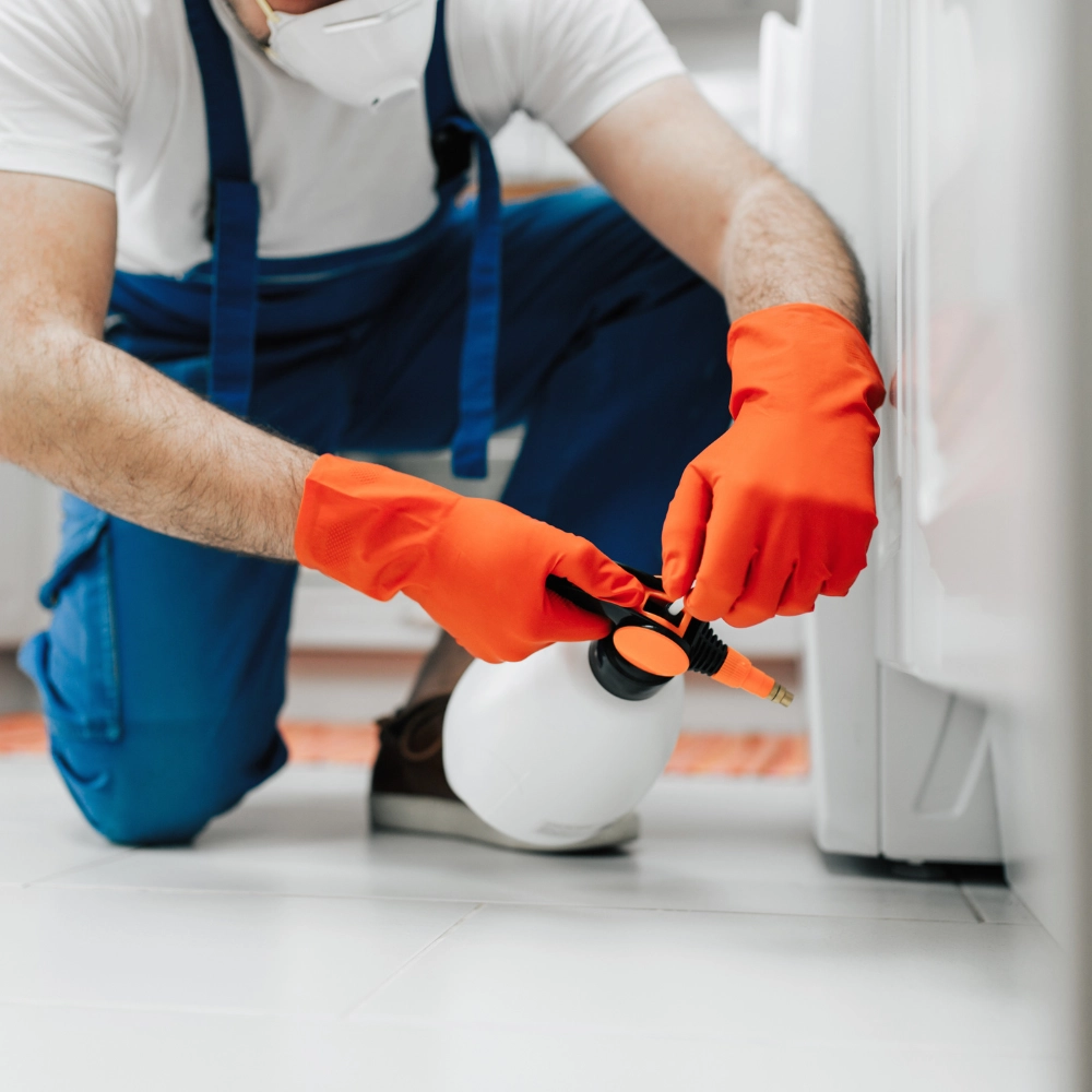 Extermination de cafards dans un appartement à Arras - Abeilles Protect 62