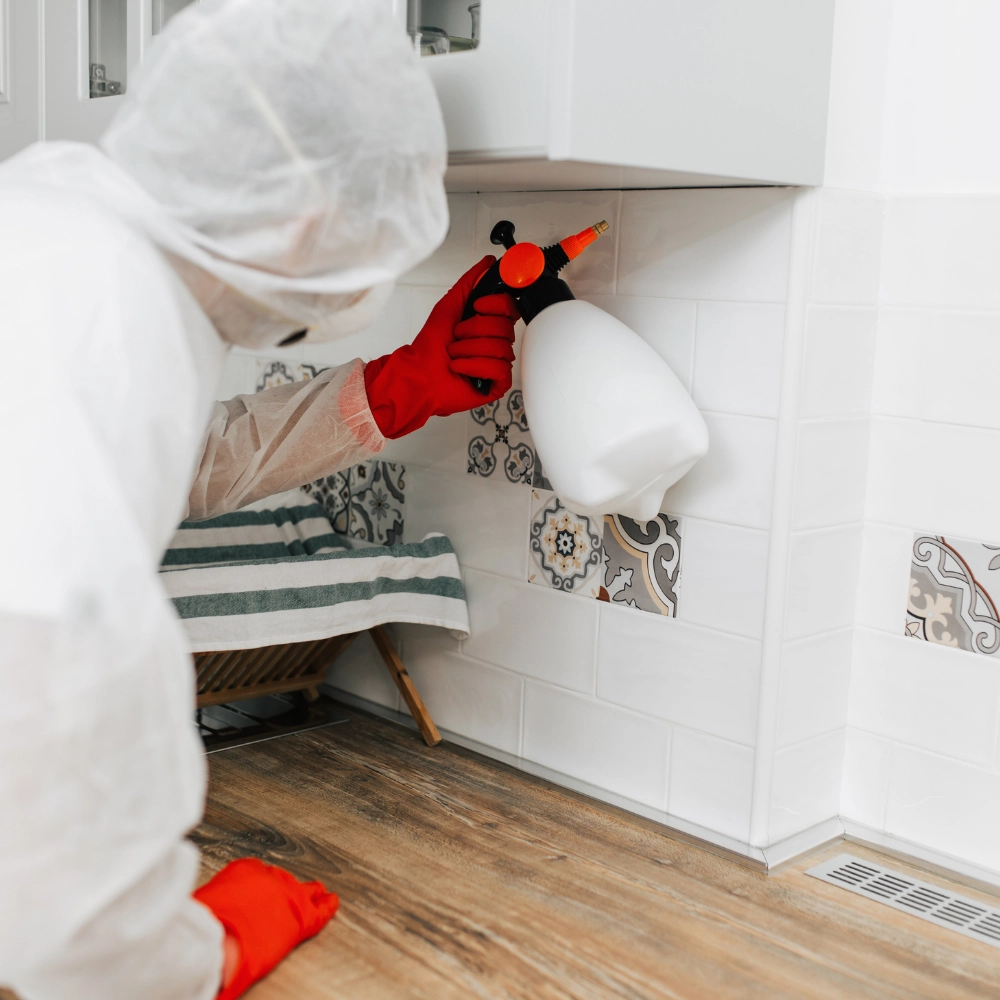 Extermination de cafards dans une maison à Douai - Abeilles Protect 62