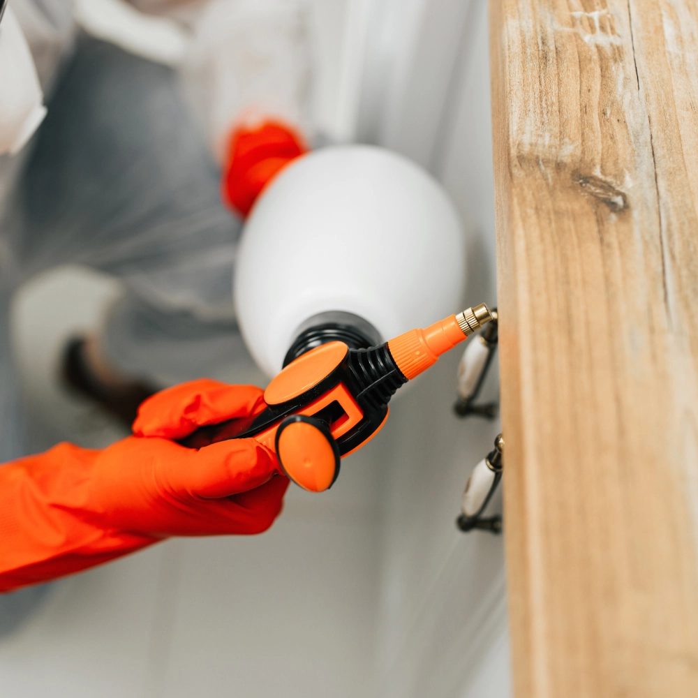 Extermination de cafards dans une maison à Lens - Abeilles Protect 62