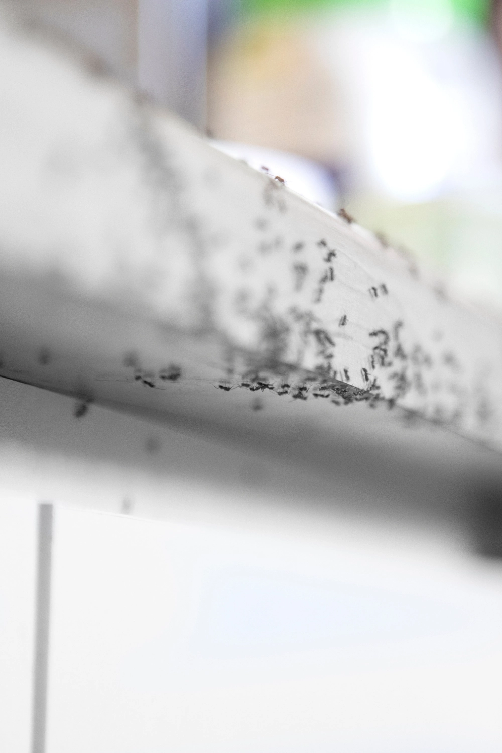 Extermination de fourmis à Arras, Lens, Douai – Abeilles Protect 62 Extermination de fourmis à Arras, Lens, Douai - Abeilles Protect 62