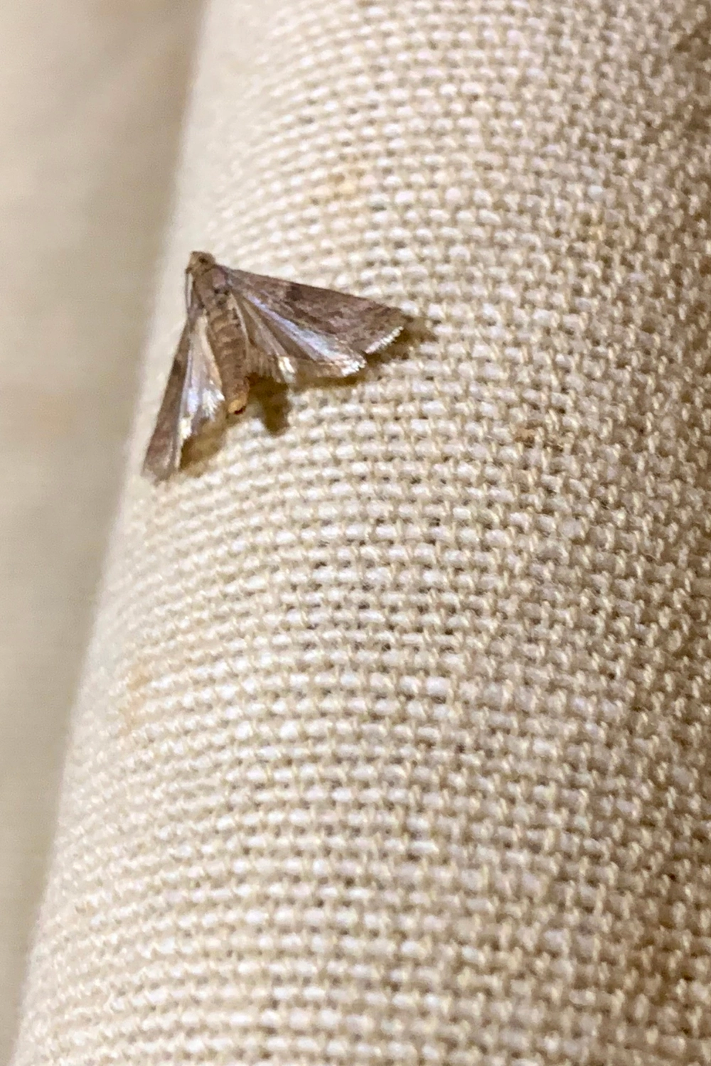 Extermination de mites à Arras, Lens, Douai – Abeilles Protect 62 Extermination de mites à Arras, Lens, Douai - Abeilles Protect 62