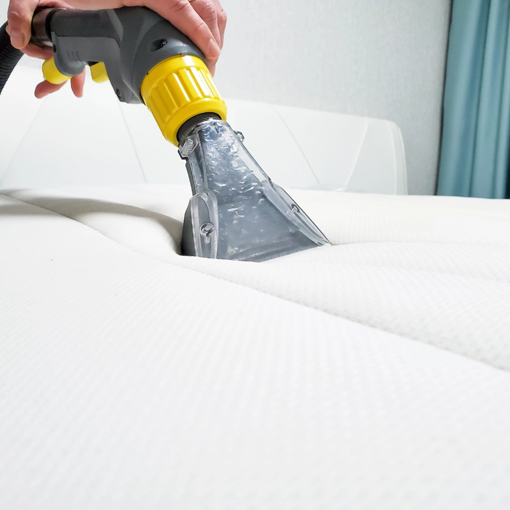 Extermination de puces de lit à Lens - Abeilles Protect 62