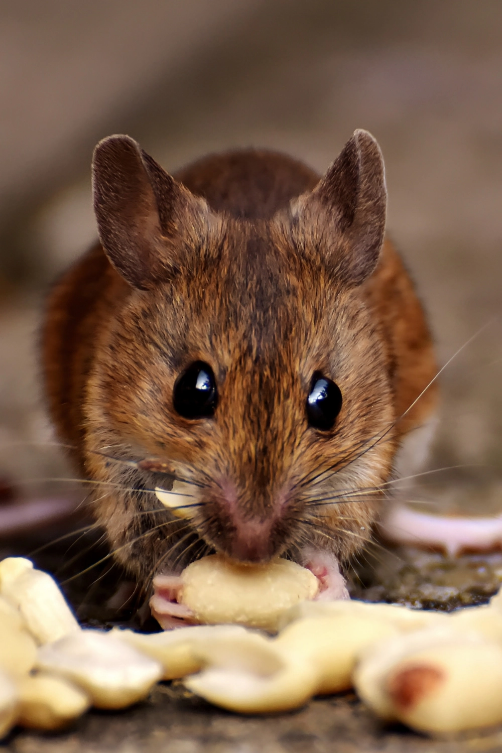 Extermination de rat à Arras, Lens, Douai - Abeilles Protect 62