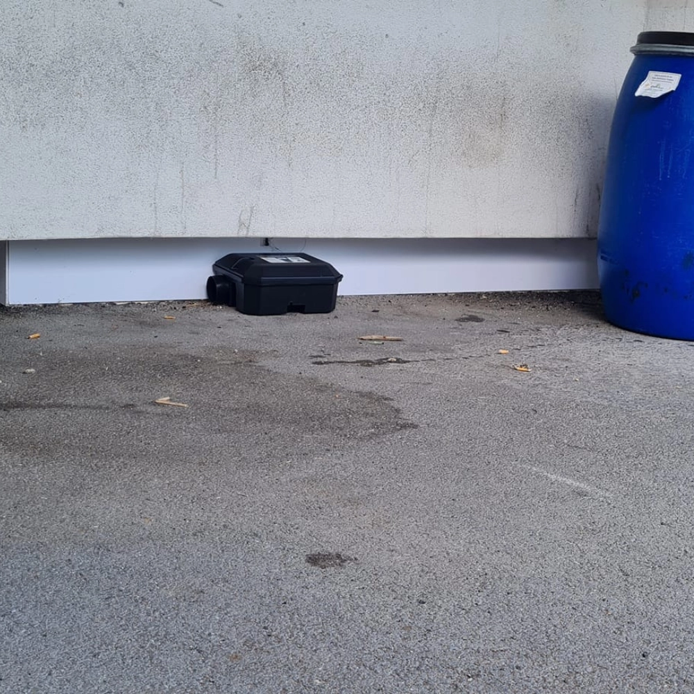 Extermination de rat dans un magasin à Arras - Abeilles Protect 62