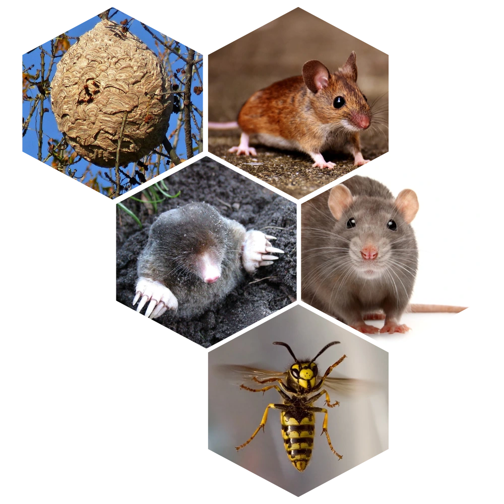 Faire appel à Abeilles Protect 62 - Apiculteur et régulateur de nuisibles à Arras, Lens, Douai