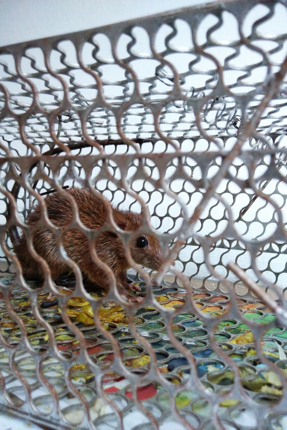 Piège à rat à Arras, Lens, Douai - Abeilles Protect 62