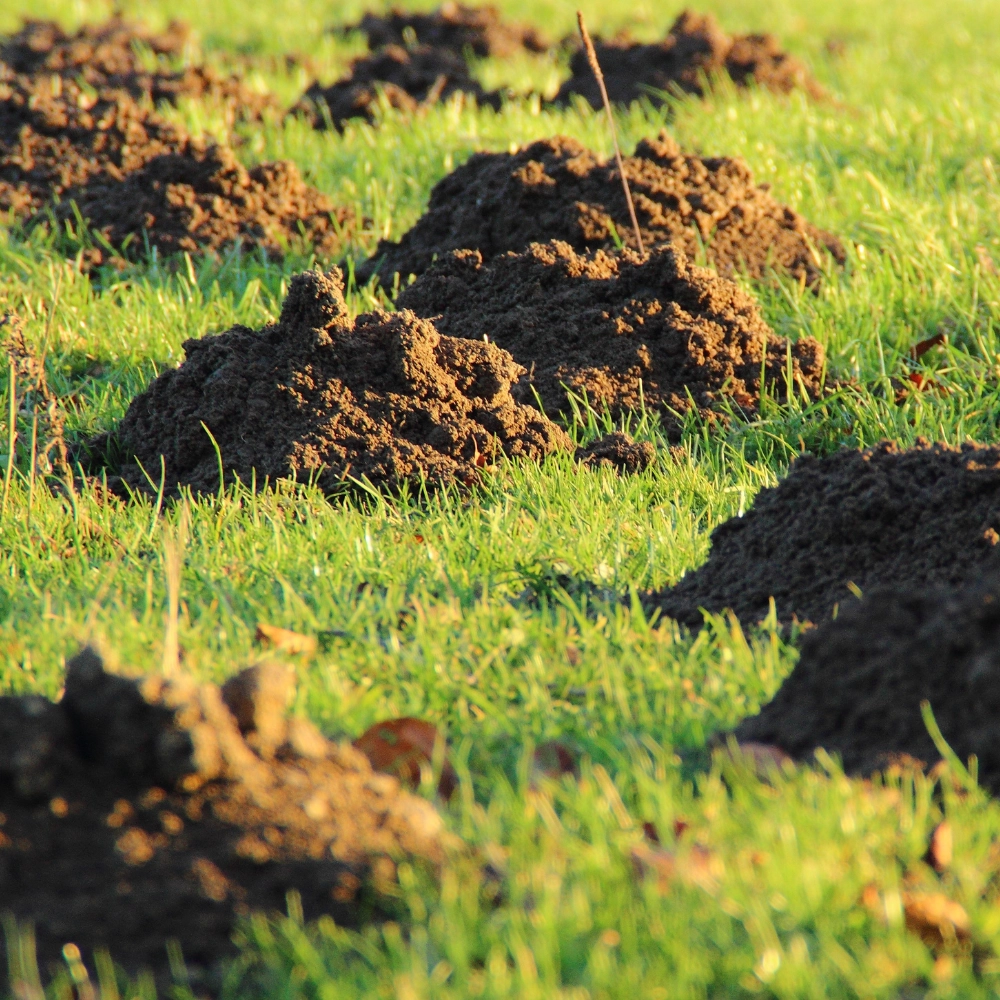 Piège à taupes à Arras - Abeilles Protect 62