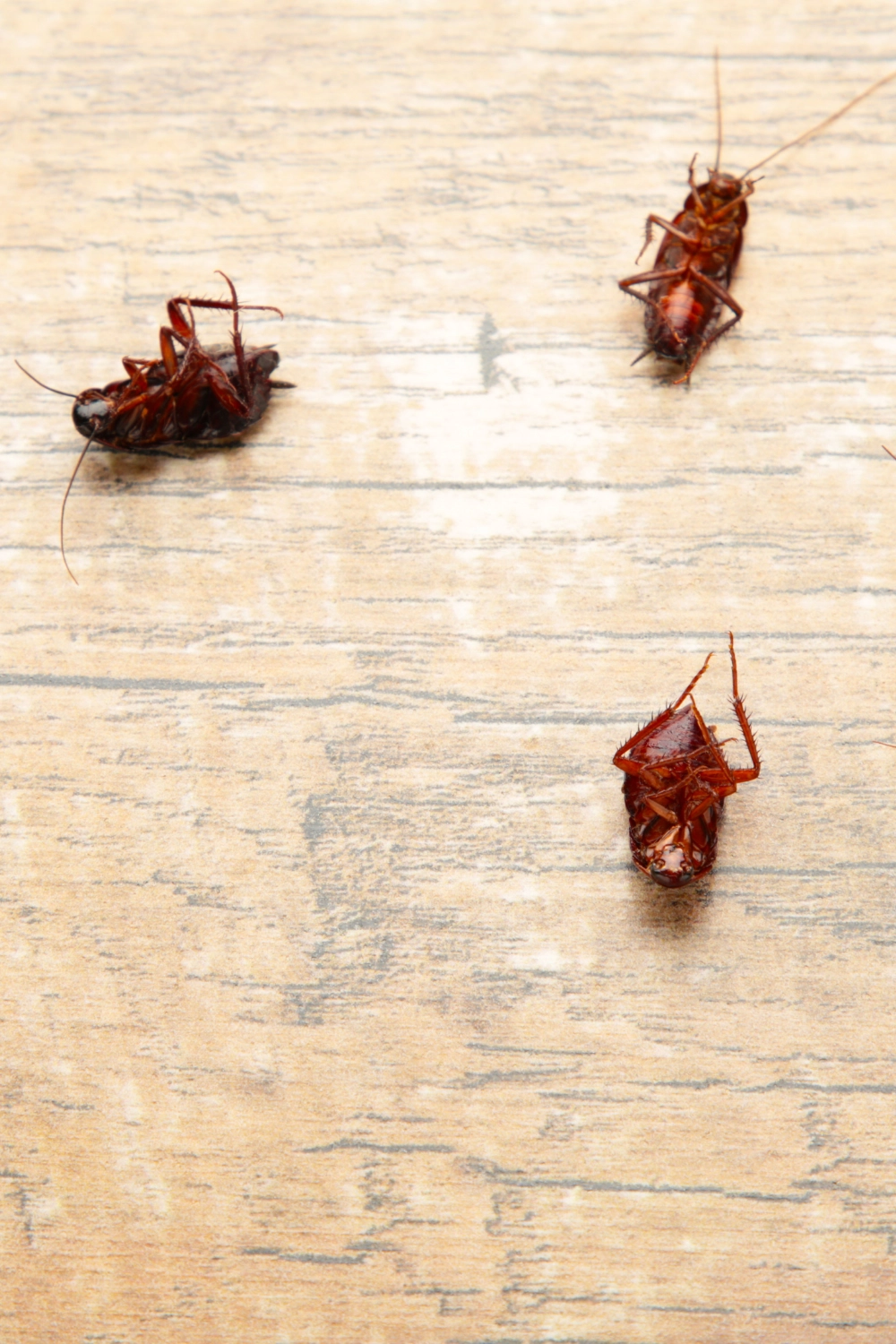 Professionnel contre les cafards à Arras, Lens, Douai - Abeilles Protect 62