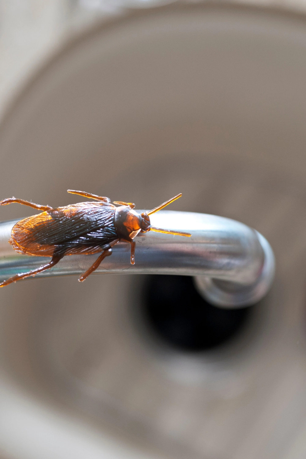 Professionnel de l'extermination des cafards à Arras, Lens, Douai - Abeilles Protect 62