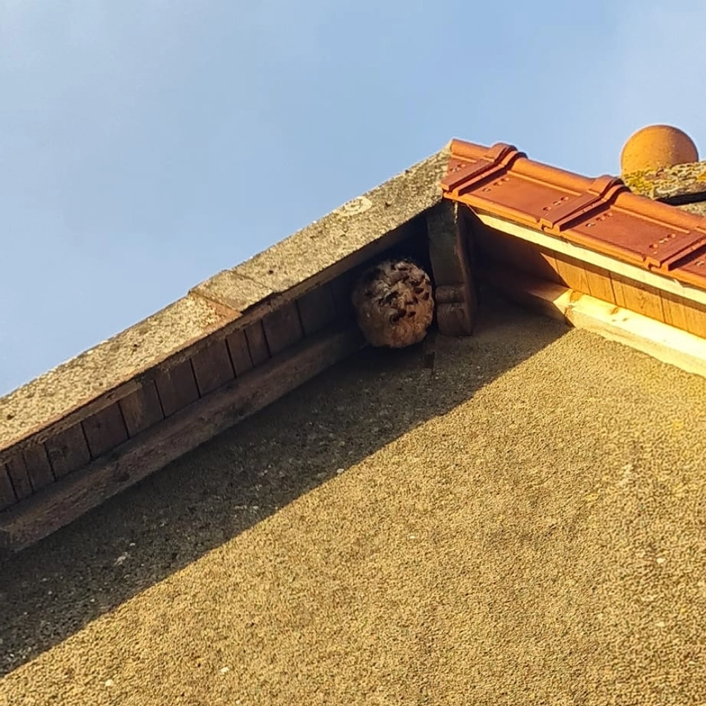 Recherche de nid de frelons et de guêpes à Arras, Lens, Douai - Abeilles Protect 62