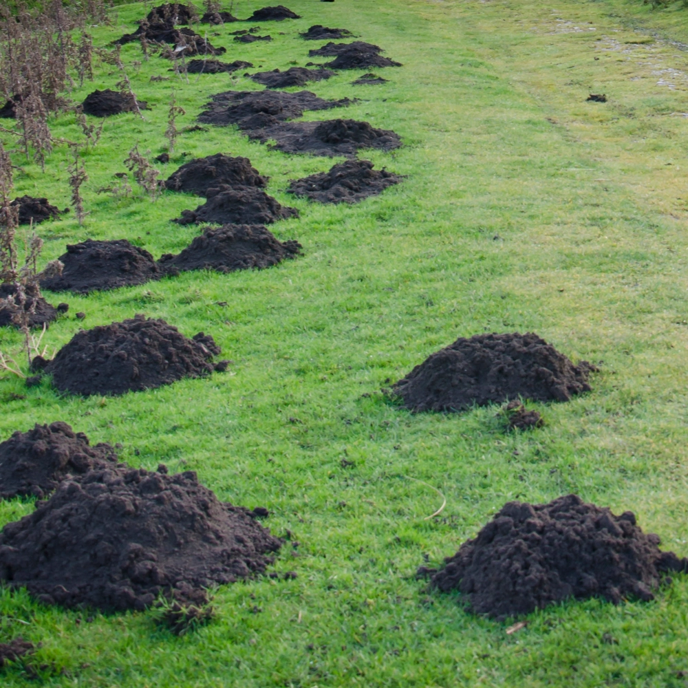 Recherche de taupes dans un jardin à Douai - Abeilles Protect 62