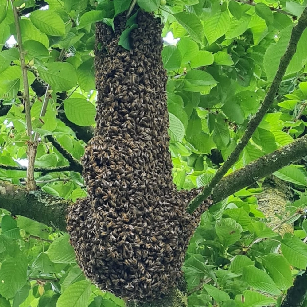 Récupération de nid d'abeilles dans un arbre à Arras - Abeilles Protect 62