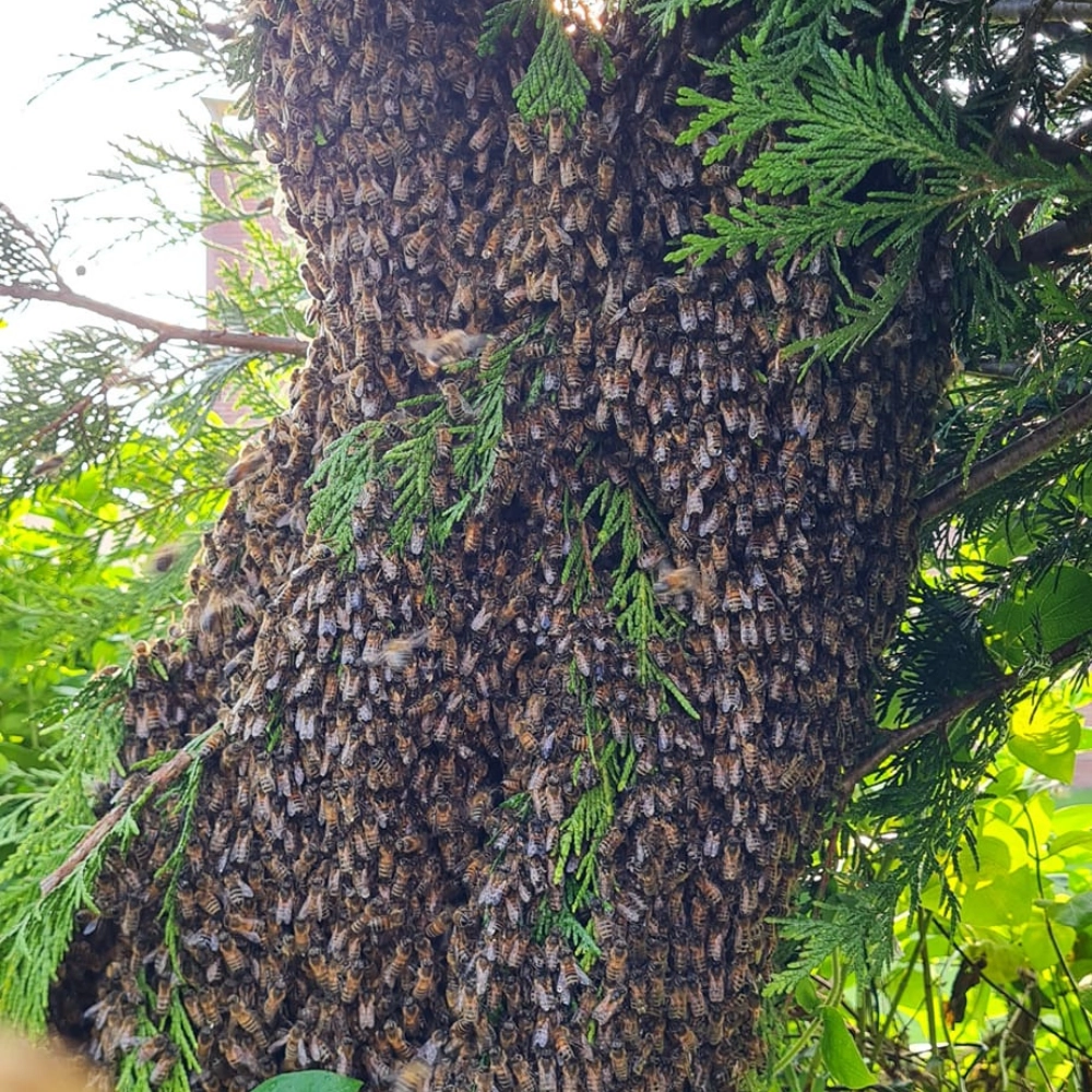 Récupération de nid d'abeilles dans un arbre à Lens - Abeilles Protect 62