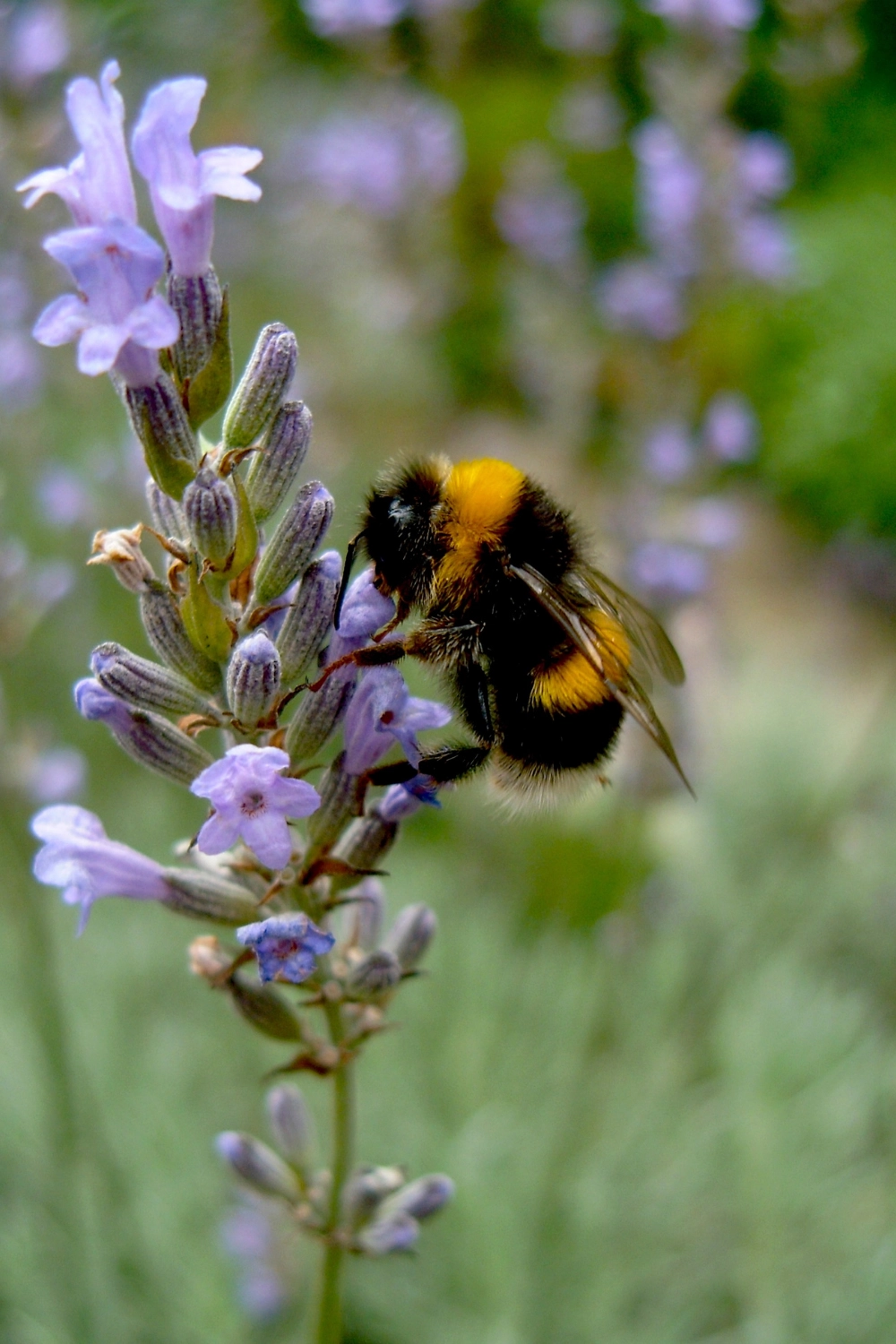 Récupération de nid de bourdons à Arras, Lens, Douai - Abeilles Protect 62