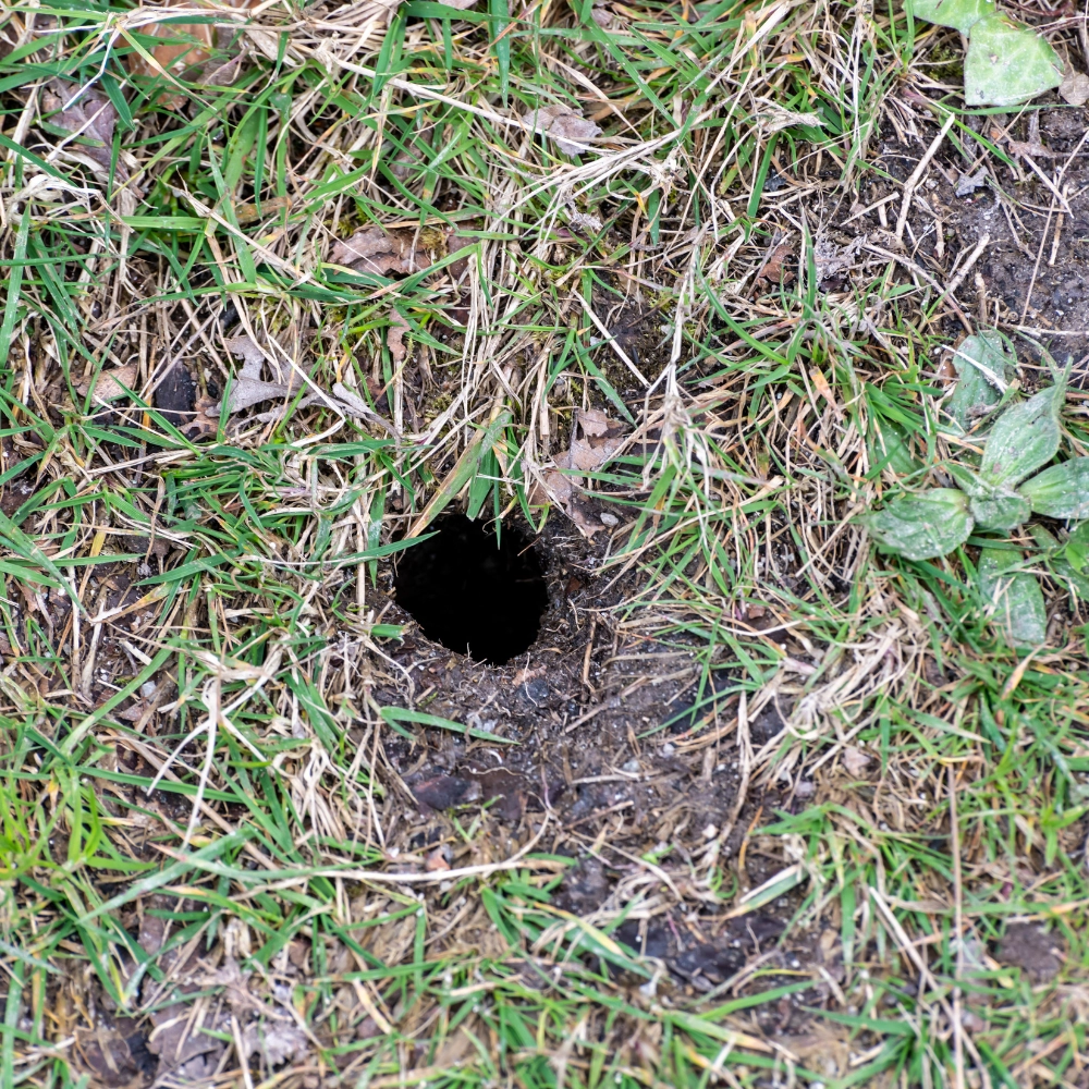 Récupération de nid de bourdons à Douai - Abeilles Protect 62