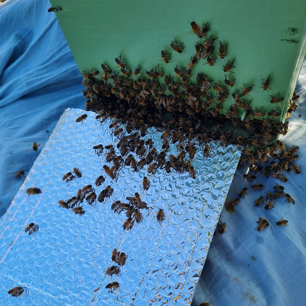 Récupération d'un essaim d'abeilles à Douai - Abeilles Protect 62