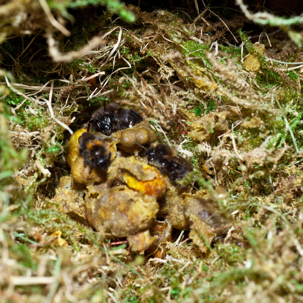 Repérage de nid de bourdons à Arras, Lens, Douai - Abeilles Protect 62