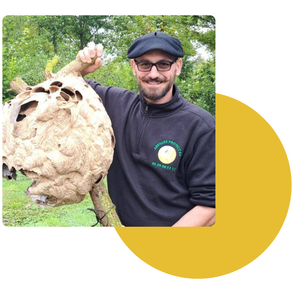 Service de lutte anti-nuisibles - Abeilles Protect 62 - Apiculteur et régulateur de nuisibles à Arras, Lens, Douai