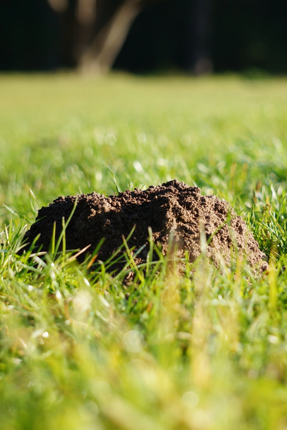 Taupier professionnel à Arras, Lens, Douai - Abeilles Protect 62