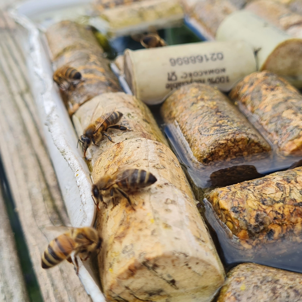 Création d'un abreuvoir pour un nid d'abeilles à Arras - Abeilles Protect 62