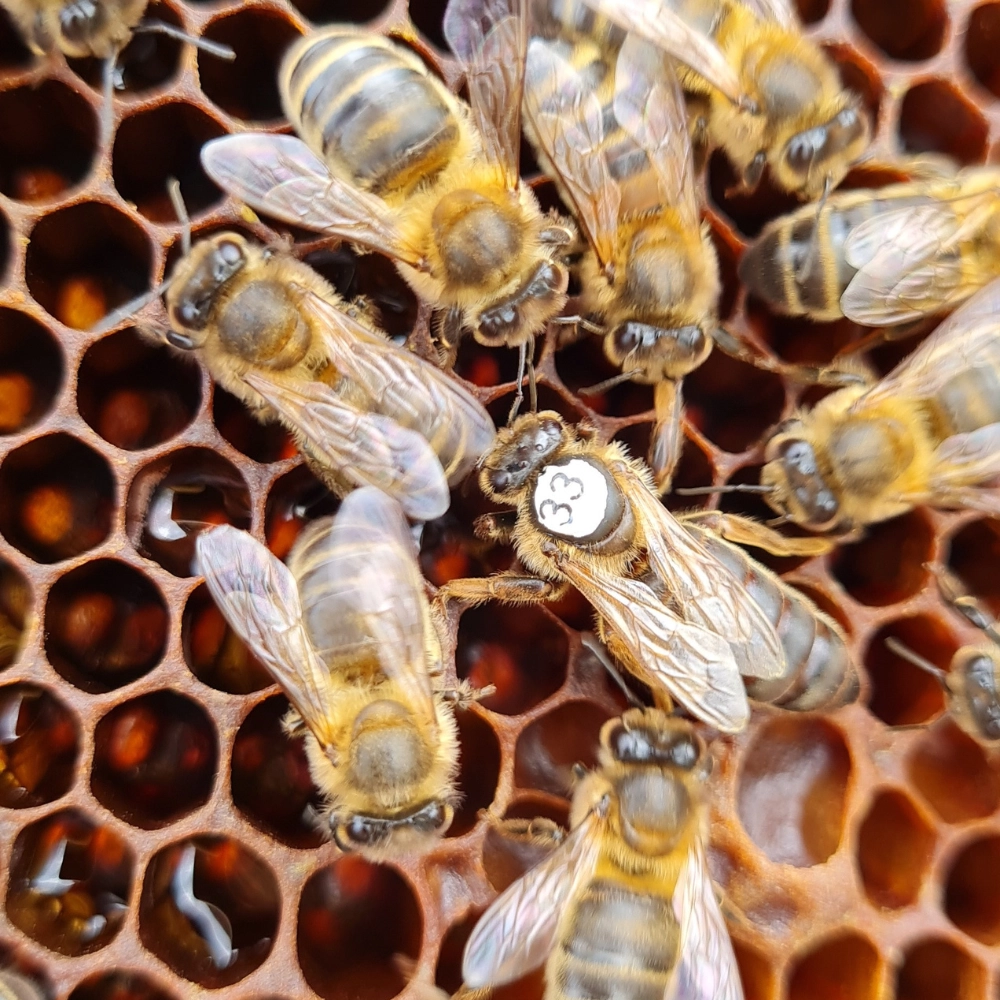 Marquage d'une reine dans nos ruches à Fresnes-lès-Montauban, Biache-Saint-Vaast - Abeilles Protect 62 - 2