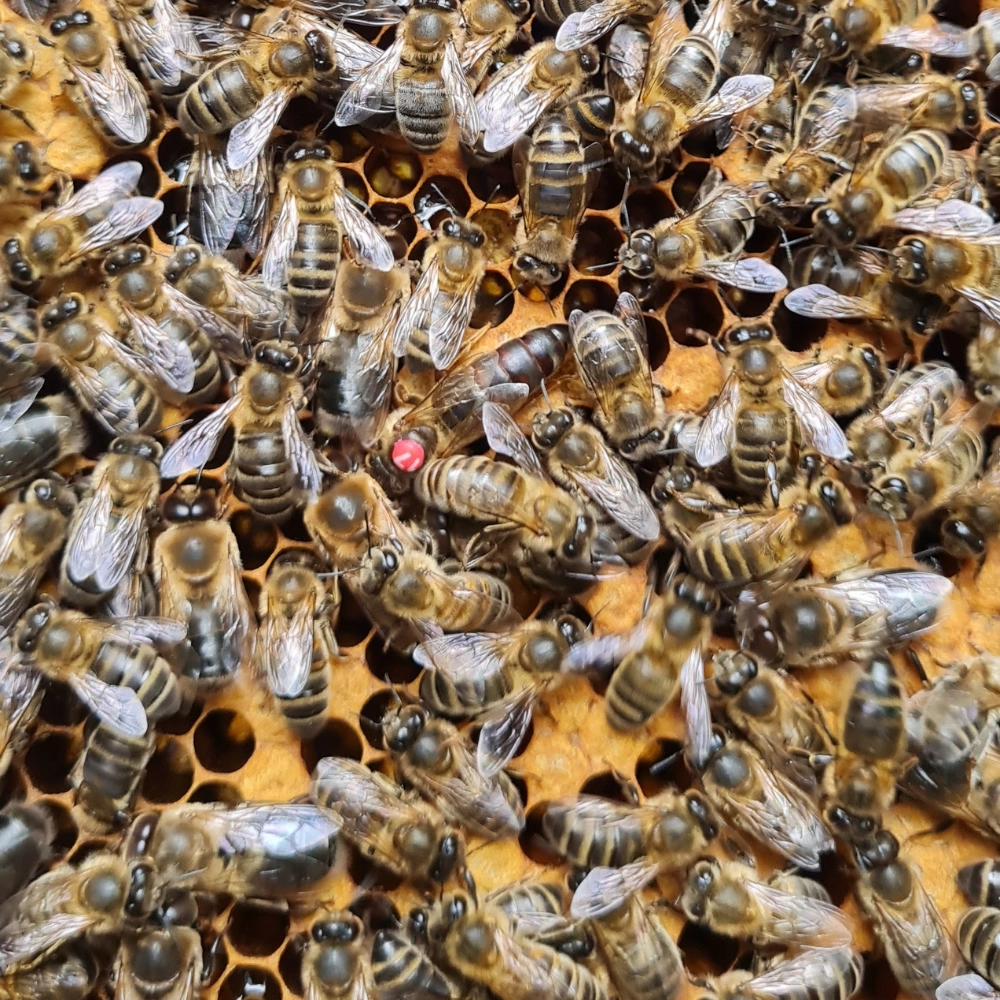 Marquage d'une reine dans nos ruches à Fresnes-lès-Montauban, Biache-Saint-Vaast - Abeilles Protect 62