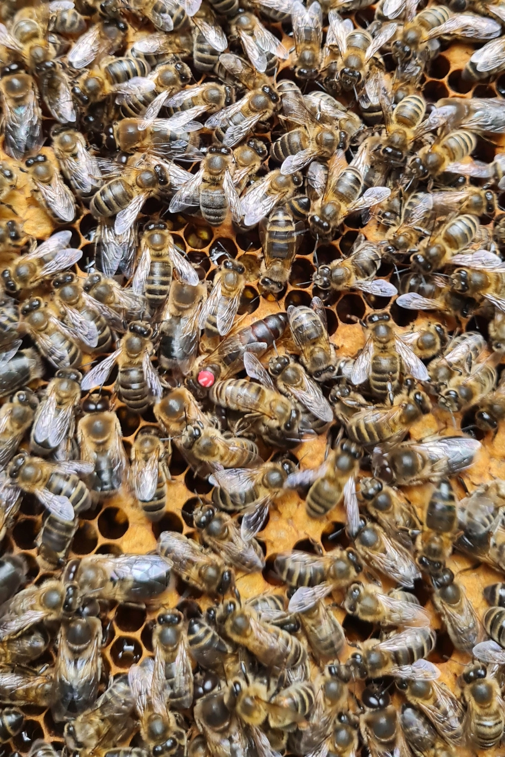 Récupération de nid d’abeilles à Arras, Lens, Douai – Abeilles Protect 62 – 2 Récupération de nid d'abeilles à Arras, Lens, Douai - Abeilles Protect 62 - 2