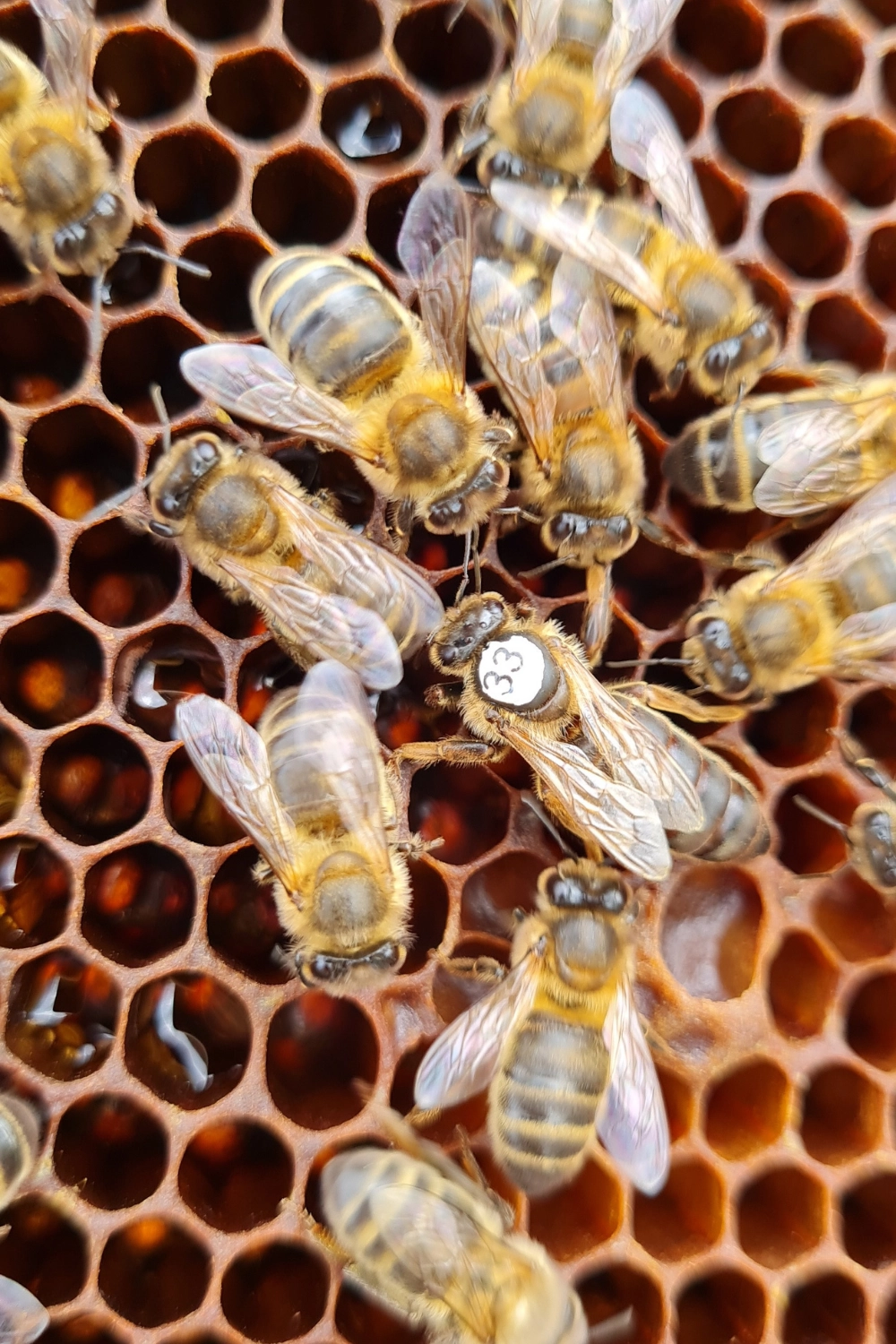 Récupération d’essaim d’abeilles à Arras, Lens, Douai – Abeilles Protect 62 – 2 Récupération d'essaim d'abeilles à Arras, Lens, Douai - Abeilles Protect 62 - 2