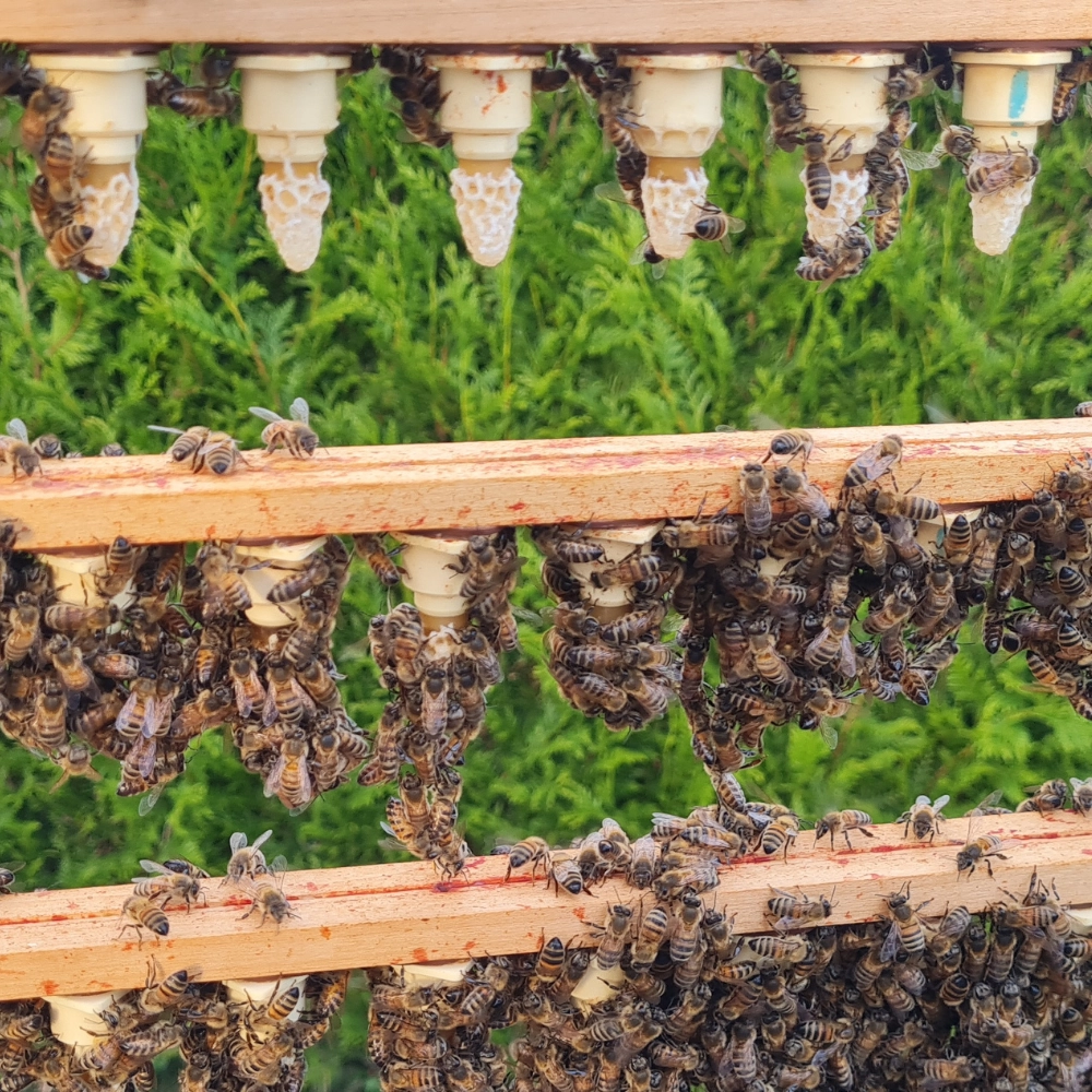 Récupération d'un essaim d'abeilles à Arras - Abeilles Protect 62 - 2